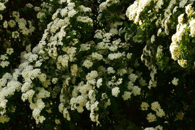 Bahçede açan güzel beyaz bahar çiçekleri
