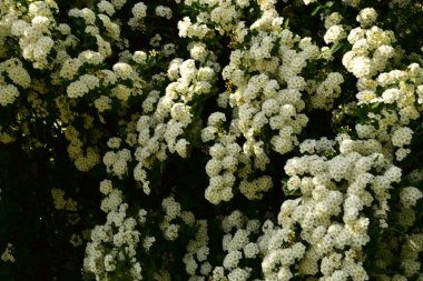 Bahçede açan güzel beyaz bahar çiçekleri