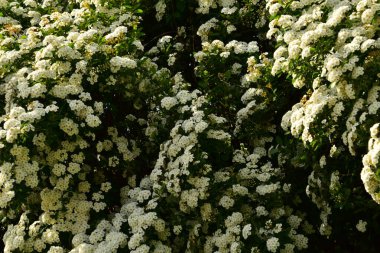 Bahçede açan güzel beyaz bahar çiçekleri