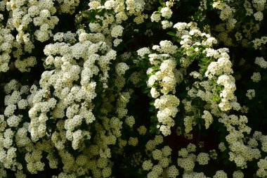 Bahçede açan güzel beyaz bahar çiçekleri