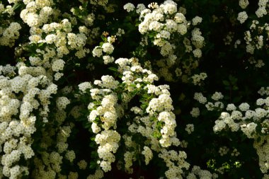 Bahçede açan güzel beyaz bahar çiçekleri