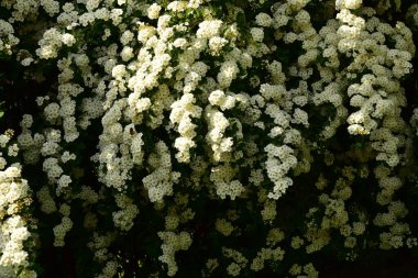 Bahçede açan güzel beyaz bahar çiçekleri