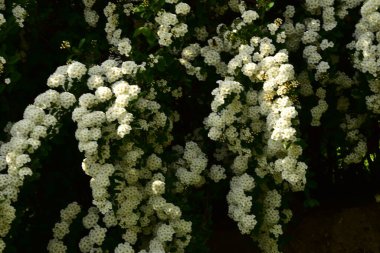 Bahçede açan güzel beyaz bahar çiçekleri