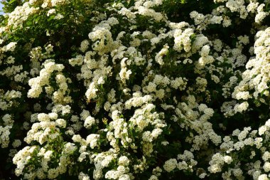Bahçede açan güzel beyaz bahar çiçekleri