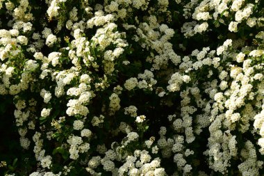 Bahçede açan güzel beyaz bahar çiçekleri