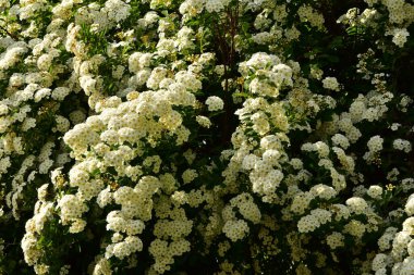 Bahçede açan güzel beyaz bahar çiçekleri