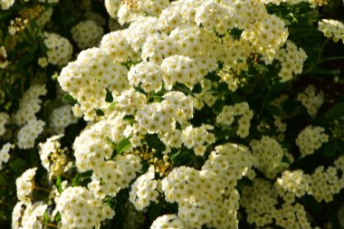 Bahçede açan güzel beyaz bahar çiçekleri