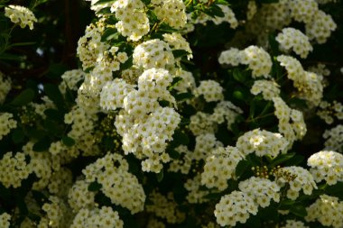 beautiful blooming white spring flowers in the garden