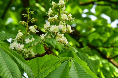 Bahçede açan güzel beyaz bahar çiçekleri