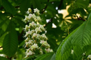 Bahçede açan güzel beyaz bahar çiçekleri