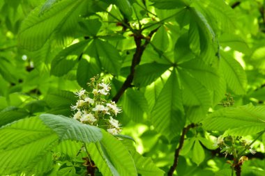Bahçede açan güzel beyaz bahar çiçekleri