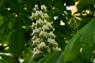 Bahçede açan güzel beyaz bahar çiçekleri