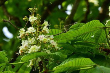 Bahçede açan güzel beyaz bahar çiçekleri