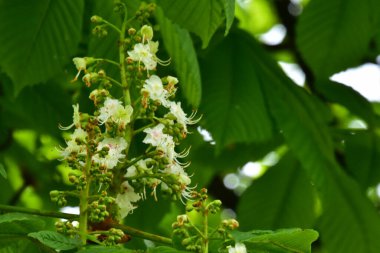 Bahçede açan güzel beyaz bahar çiçekleri