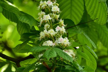 Bahçede açan güzel beyaz bahar çiçekleri