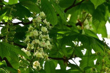 Bahçede açan güzel beyaz bahar çiçekleri