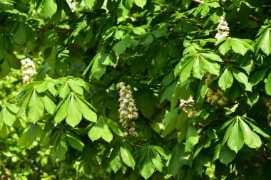 Bahçede açan güzel beyaz bahar çiçekleri