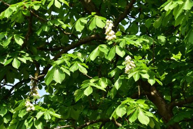 Bahçede açan güzel beyaz bahar çiçekleri