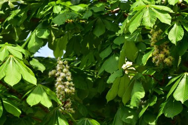 Bahçede açan güzel beyaz bahar çiçekleri
