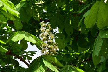Bahçede açan güzel beyaz bahar çiçekleri