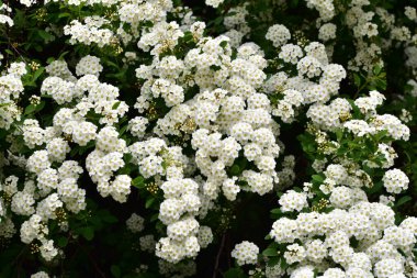 Bahçede açan güzel beyaz bahar çiçekleri