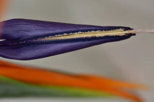 Blue Tongue Dragon Flower Close View — Stockfoto