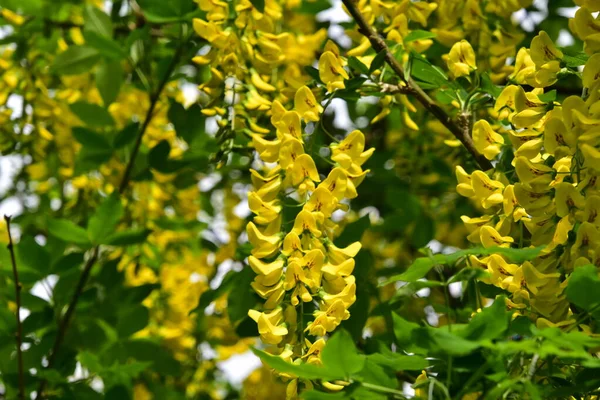 Bahçede güzel sarı çiçekler, yaz konsepti.