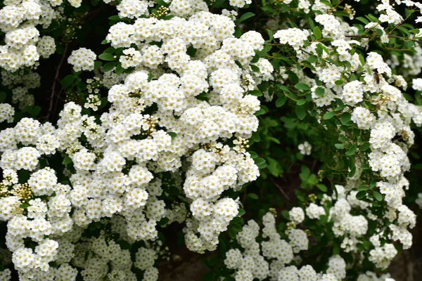 Beautiful Blooming White Spring Flowers Garden — Stok fotoğraf