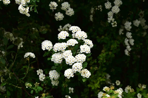 Красиві Квітучі Білі Весняні Квіти Саду — стокове фото