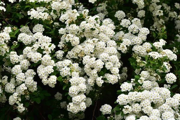 Beautiful Blooming White Spring Flowers Garden — Zdjęcie stockowe