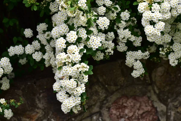 Beautiful Blooming White Spring Flowers Garden — Zdjęcie stockowe