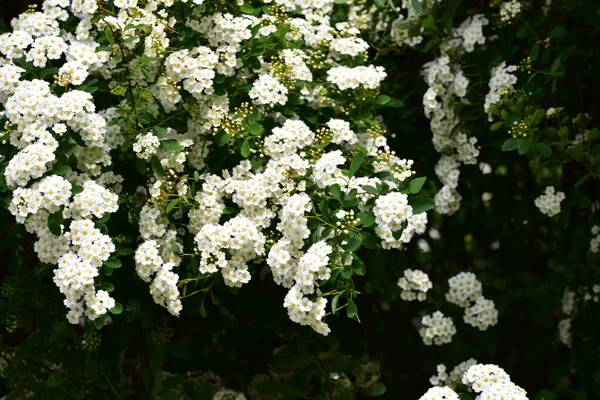 Vackra Blommande Vita Vårblommor Trädgården — Stockfoto