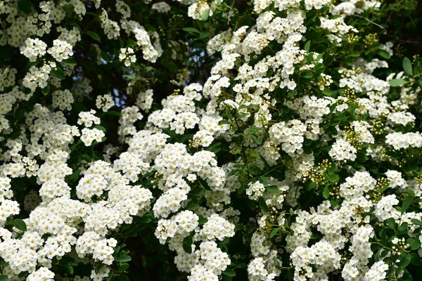 Beautiful Blooming White Spring Flowers Garden — Stock Photo, Image
