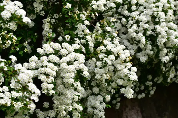 Beautiful Blooming White Spring Flowers Garden — 스톡 사진