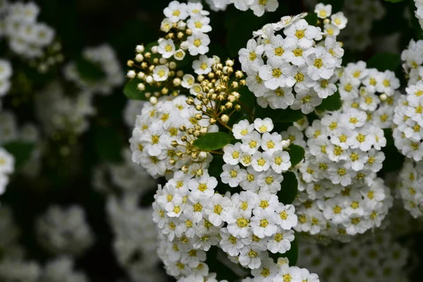 Vackra Blommande Vita Vårblommor Trädgården — Stockfoto