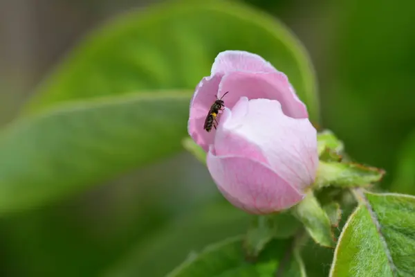 Gyönyörű Rózsaszín Virág Rovar Kertben — Stock Fotó