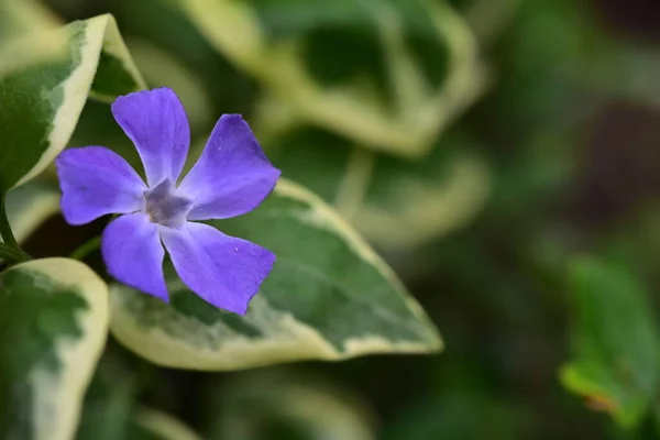 Beautiful Purple Flowers Growing Garden Summer Concept — Foto de Stock