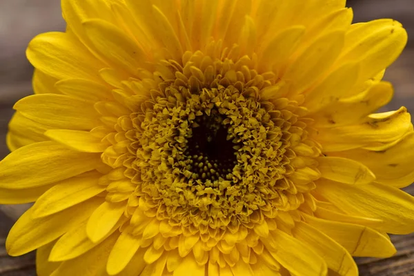 Close View Beautiful Sunny Gerbera Flower — Fotografia de Stock