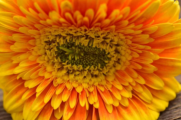 Vista Perto Bela Flor Gerbera Ensolarada — Fotografia de Stock