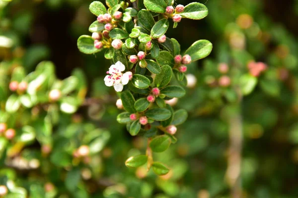 Bahçede büyüyen güzel çiçekler