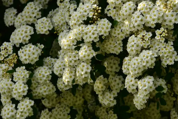 Belas Flores Primavera Branca Florescendo Jardim — Fotografia de Stock