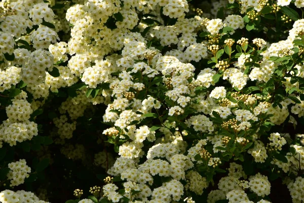 Bahçede açan güzel beyaz bahar çiçekleri