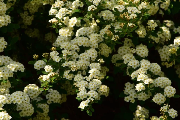 Beautiful Blooming White Spring Flowers Garden — Stock Photo, Image