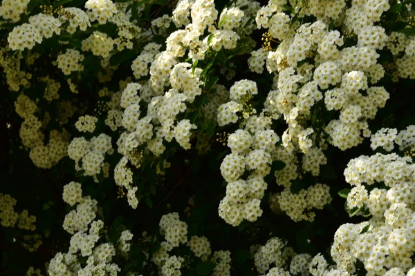 Bahçede açan güzel beyaz bahar çiçekleri