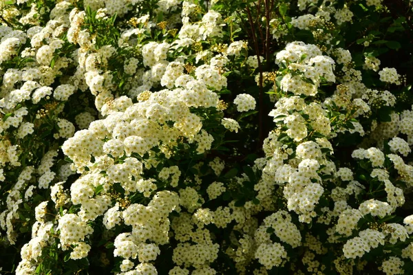 Bahçede açan güzel beyaz bahar çiçekleri