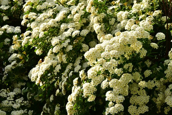 Beautiful Blooming White Spring Flowers Garden — Stock Photo, Image