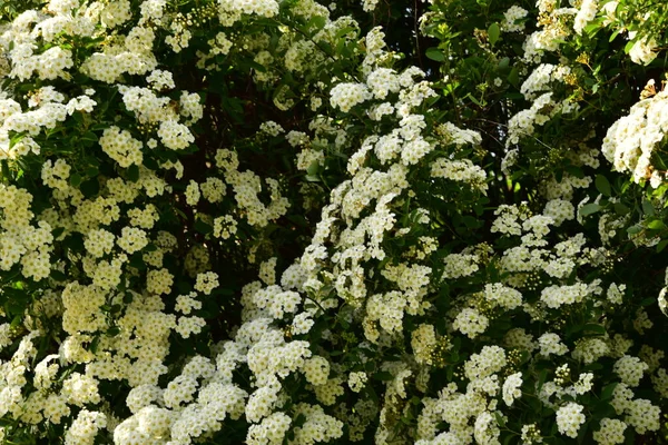 Beautiful Blooming White Spring Flowers Garden — Fotografia de Stock