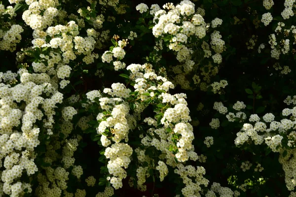 Bahçede açan güzel beyaz bahar çiçekleri