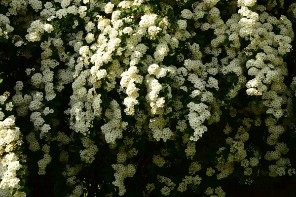 Bahçede açan güzel beyaz bahar çiçekleri