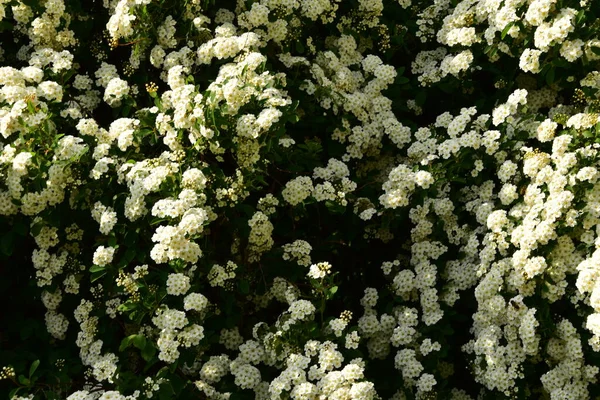 Bahçede açan güzel beyaz bahar çiçekleri